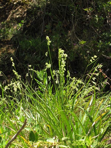 Bild von Briza sp. #1521 (). Klicken Sie, um den Ausschnitt zu vergrössern.