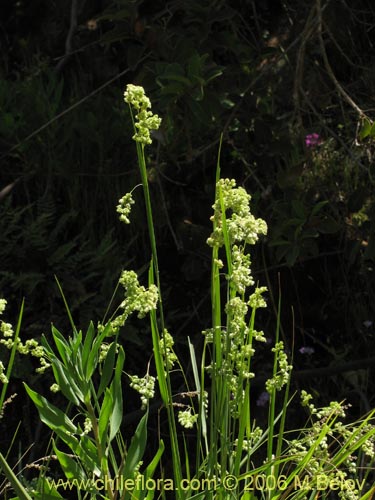 Bild von Briza sp. #1521 (). Klicken Sie, um den Ausschnitt zu vergrössern.