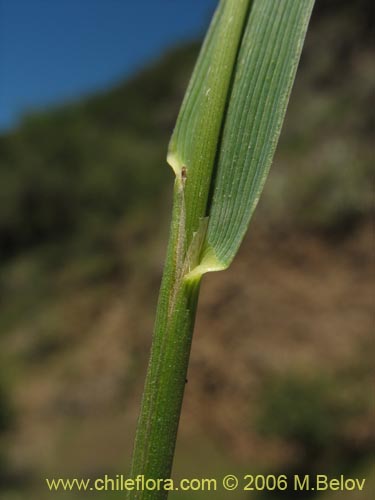 Bild von Briza sp. #1521 (). Klicken Sie, um den Ausschnitt zu vergrössern.