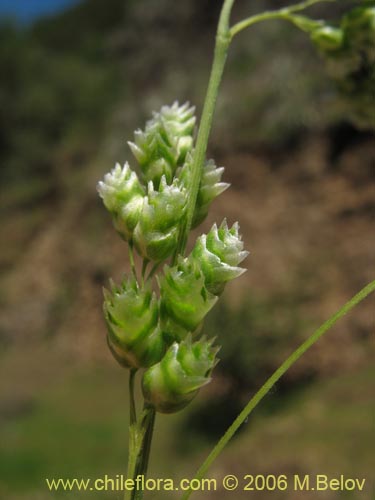 Bild von Briza sp. #1521 (). Klicken Sie, um den Ausschnitt zu vergrössern.