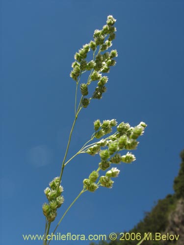 Bild von Briza sp. #1521 (). Klicken Sie, um den Ausschnitt zu vergrössern.