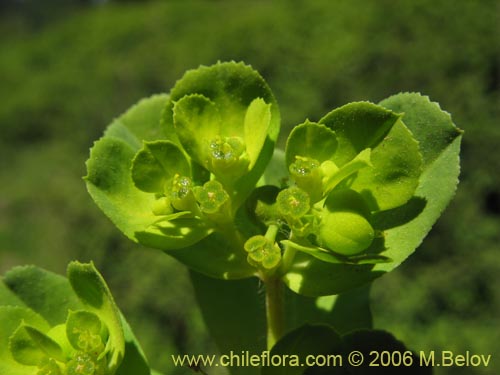 Фотография Euphorbia helioscopia (Pichoa / Pichoga). Щелкните, чтобы увеличить вырез.
