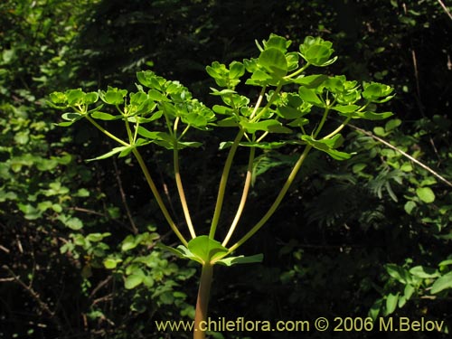 Euphorbia helioscopiaの写真