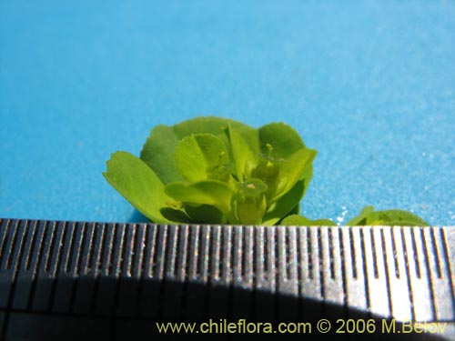 Euphorbia helioscopiaの写真