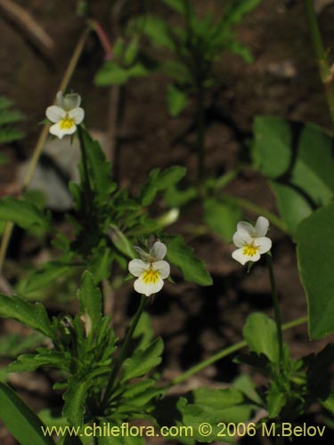 Image of Viola arvensis (Violeta / Pensamiento). Click to enlarge parts of image.