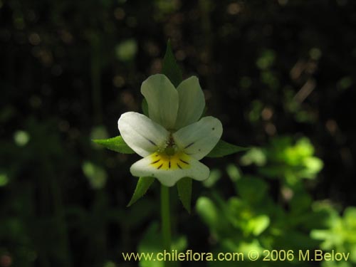 Imágen de Viola arvensis (Violeta / Pensamiento). Haga un clic para aumentar parte de imágen.