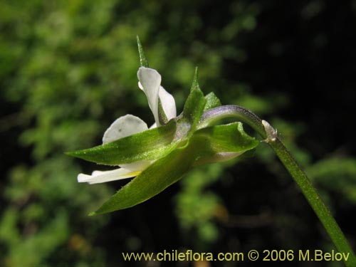 Image of Viola arvensis (Violeta / Pensamiento). Click to enlarge parts of image.