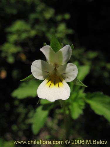 Image of Viola arvensis (Violeta / Pensamiento). Click to enlarge parts of image.