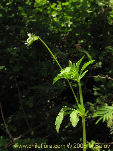 Bild von Viola arvensis (Violeta / Pensamiento). Klicken Sie, um den Ausschnitt zu vergrössern.