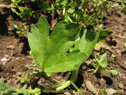 Image of Ranunculus muricatus (Botón de oro / Ensalada de ranas / Pata de gallo). Click to enlarge parts of image.