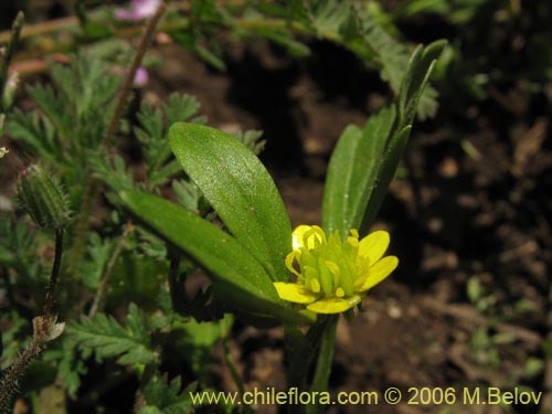 Imágen de Ranunculus muricatus (Botón de oro / Ensalada de ranas / Pata de gallo). Haga un clic para aumentar parte de imágen.