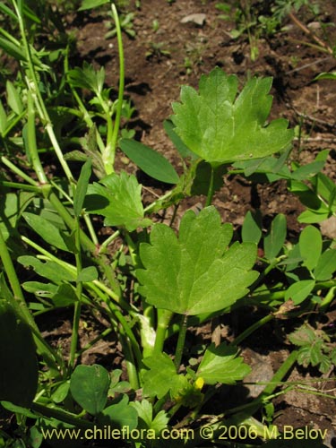 Фотография Ranunculus muricatus (Botón de oro / Ensalada de ranas / Pata de gallo). Щелкните, чтобы увеличить вырез.