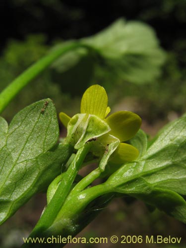 Image of Ranunculus muricatus (Botón de oro / Ensalada de ranas / Pata de gallo). Click to enlarge parts of image.