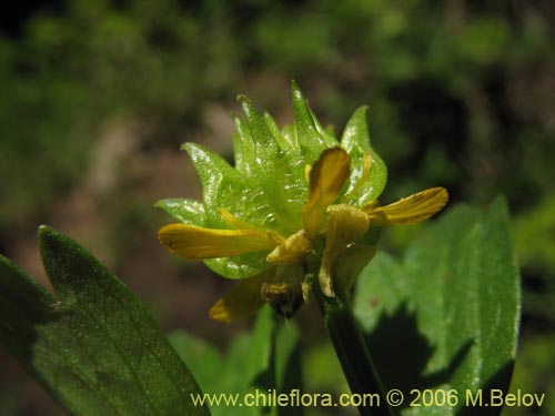 Image of Ranunculus muricatus (Botón de oro / Ensalada de ranas / Pata de gallo). Click to enlarge parts of image.