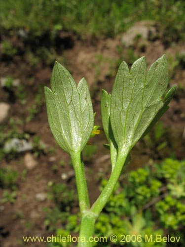 Image of Ranunculus muricatus (Botón de oro / Ensalada de ranas / Pata de gallo). Click to enlarge parts of image.