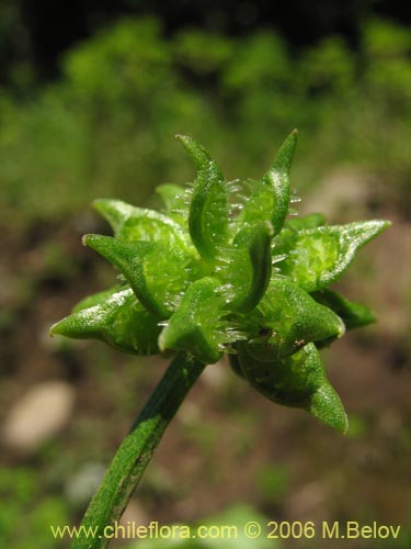 Bild von Ranunculus muricatus (Botón de oro / Ensalada de ranas / Pata de gallo). Klicken Sie, um den Ausschnitt zu vergrössern.