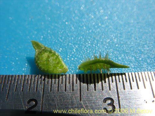 Image of Ranunculus muricatus (Botón de oro / Ensalada de ranas / Pata de gallo). Click to enlarge parts of image.