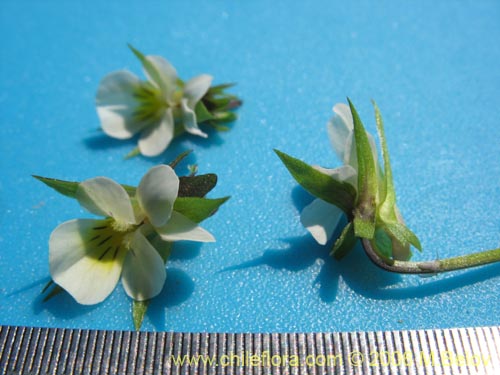 Image of Viola arvensis (Violeta / Pensamiento). Click to enlarge parts of image.