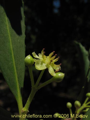 Bild von Laurelia sempervirens (Laurel / Trihue). Klicken Sie, um den Ausschnitt zu vergrössern.