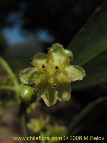 Bild von Laurelia sempervirens (Laurel / Trihue). Klicken Sie, um den Ausschnitt zu vergrössern.