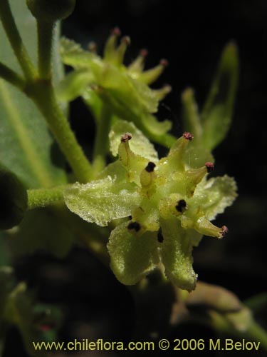 Bild von Laurelia sempervirens (Laurel / Trihue). Klicken Sie, um den Ausschnitt zu vergrössern.