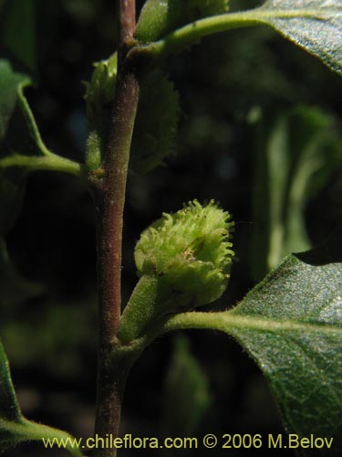 Imágen de Nothofagus obliqua (). Haga un clic para aumentar parte de imágen.