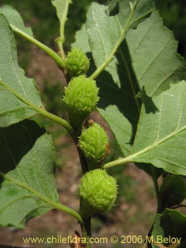 Bild von Nothofagus obliqua (). Klicken Sie, um den Ausschnitt zu vergrössern.