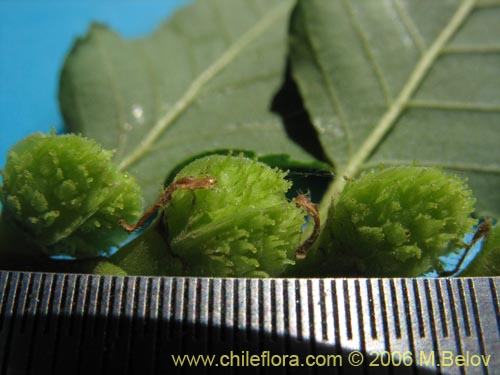 Bild von Nothofagus obliqua (). Klicken Sie, um den Ausschnitt zu vergrössern.