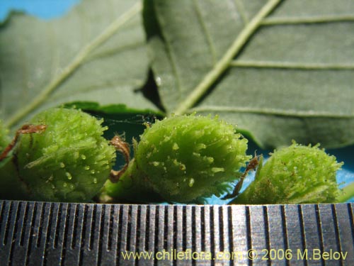 Bild von Nothofagus obliqua (). Klicken Sie, um den Ausschnitt zu vergrössern.