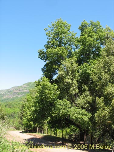 Bild von Nothofagus obliqua (). Klicken Sie, um den Ausschnitt zu vergrössern.