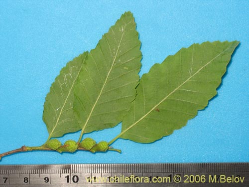 Image of Nothofagus obliqua (). Click to enlarge parts of image.