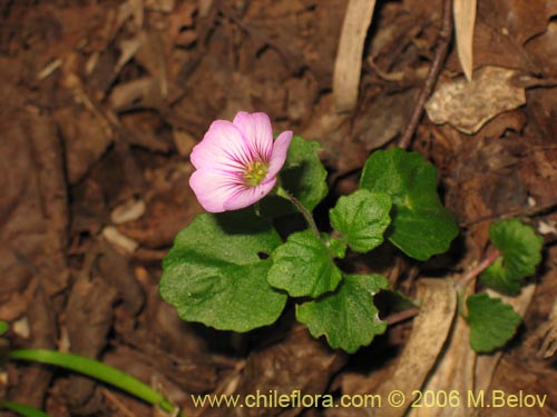 Imágen de Cissarobryon elegans (). Haga un clic para aumentar parte de imágen.