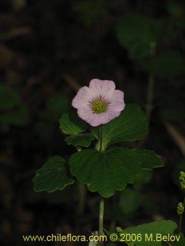 Imágen de Cissarobryon elegans (). Haga un clic para aumentar parte de imágen.