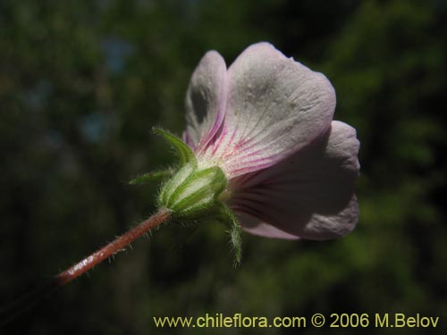 Imágen de Cissarobryon elegans (). Haga un clic para aumentar parte de imágen.