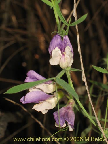 Image of Lathyrus sp.   #1634 (). Click to enlarge parts of image.