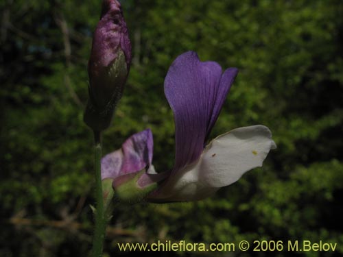 Imágen de Lathyrus sp. #1634 (). Haga un clic para aumentar parte de imágen.