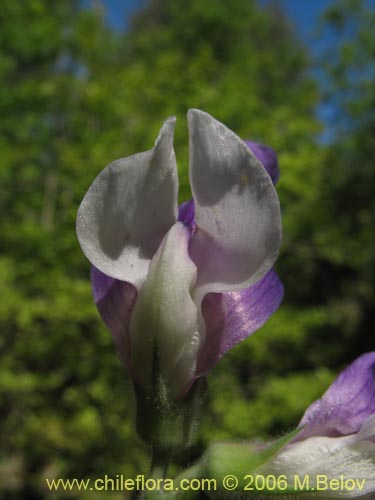 Lathyrus sp. #1634の写真