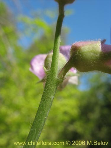 Imágen de Lathyrus sp. #1634 (). Haga un clic para aumentar parte de imágen.