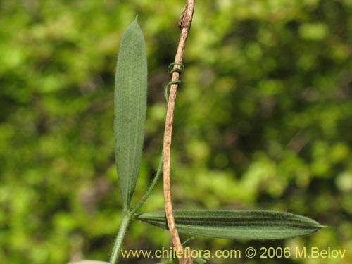 Lathyrus sp. #1634의 사진