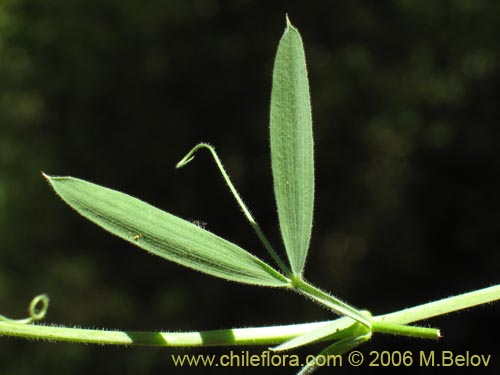 Imágen de Lathyrus sp. #1634 (). Haga un clic para aumentar parte de imágen.