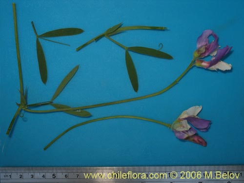 Imágen de Lathyrus sp. #1634 (). Haga un clic para aumentar parte de imágen.