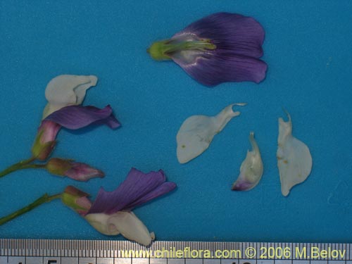 Фотография Lathyrus sp. #1634 (). Щелкните, чтобы увеличить вырез.