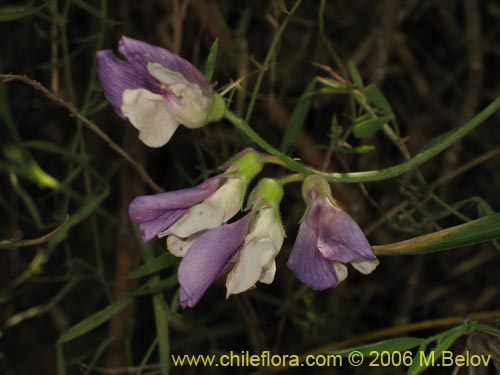 Imágen de Lathyrus sp. #1634 (). Haga un clic para aumentar parte de imágen.