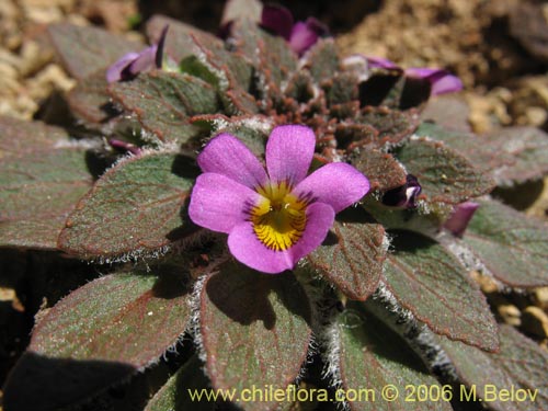 Image of Viola subandina (). Click to enlarge parts of image.