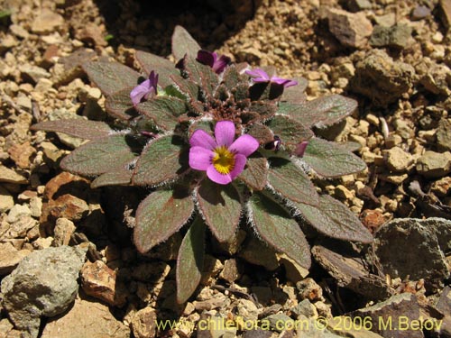 Image of Viola subandina (). Click to enlarge parts of image.