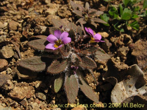 Image of Viola subandina (). Click to enlarge parts of image.