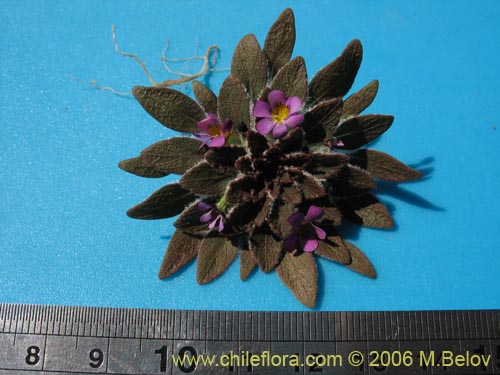 Image of Viola subandina (). Click to enlarge parts of image.