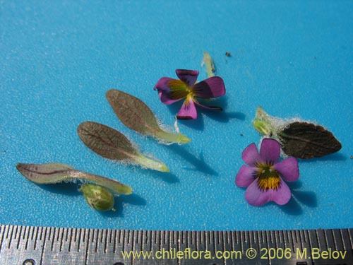 Image of Viola subandina (). Click to enlarge parts of image.