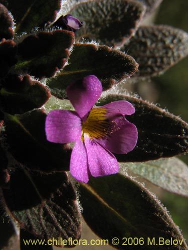 Viola subandina的照片