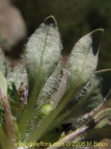 Image of Viola subandina (). Click to enlarge parts of image.